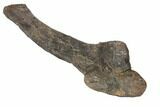 Fossil Hadrosaur (Brachylophosaurus) Articulated Limb - Montana #113082-4